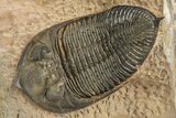 Excellent Zlichovaspis Trilobite - Lghaft, Morocco #310516-2